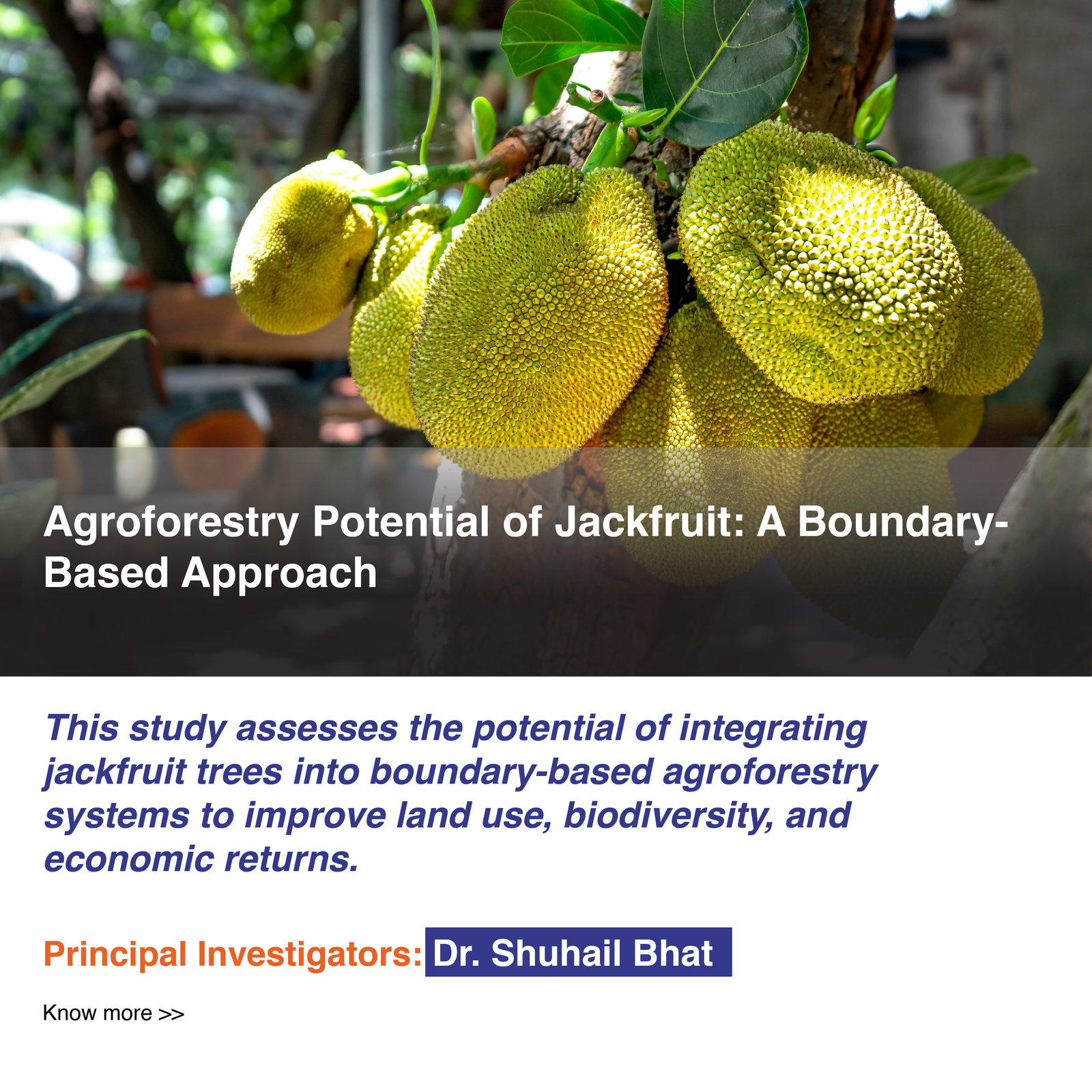 PostsJackfruit